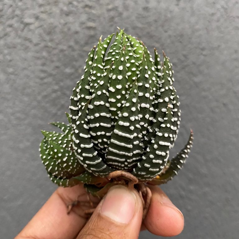 419. Haworthia Papilosa