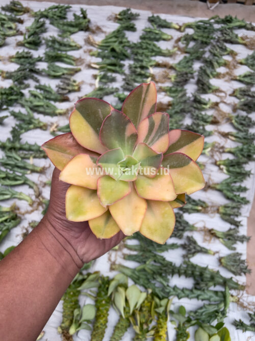 Echeveria Shaviana Curly Variegated / Echeveria Can Can Variegated, real gallery image #5 plants. Picture taken directly from kaktus.id community Echeveria farmer green houses.