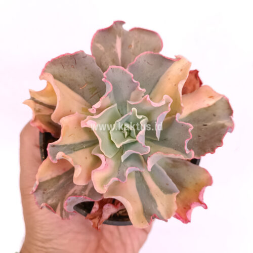 Echeveria Shaviana Curly Variegated / Echeveria Can Can Variegated, real gallery image #9 plants. Picture taken directly from kaktus.id community Echeveria farmer green houses.