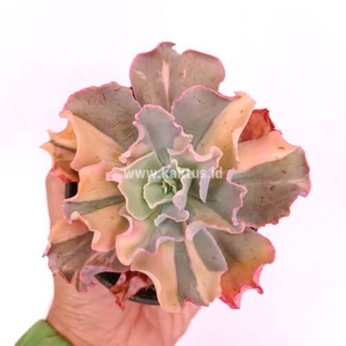 Echeveria Shaviana Curly Variegated / Echeveria Can Can Variegated, real gallery image #7 plants. Picture taken directly from kaktus.id community Echeveria farmer green houses.