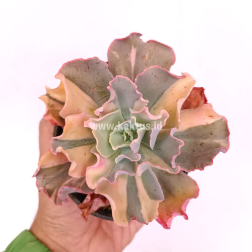 Echeveria Shaviana Curly Variegated / Echeveria Can Can Variegated, real gallery image #4 plants. Picture taken directly from kaktus.id community Echeveria farmer green houses.