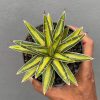 Agave Victoriae-reginae Variegated, real feature image plant. Picture taken directly from kaktus.id community Agave farmer green houses.