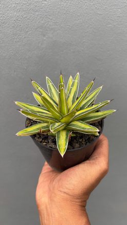 Agave Victoriae-reginae Variegated, real gallery image #1 plants. Picture taken directly from kaktus.id community Agave farmer green houses.