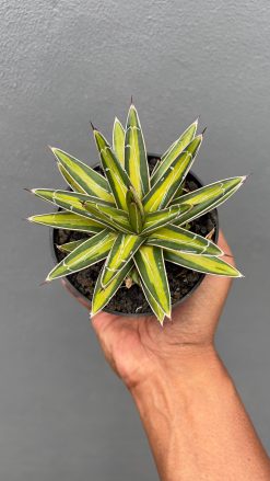 Agave Victoriae-reginae Variegated, real gallery image #2 plants. Picture taken directly from kaktus.id community Agave farmer green houses.