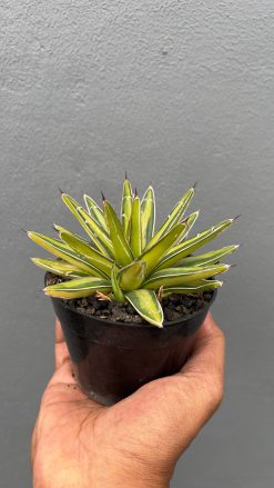 Agave Victoriae-reginae Variegated, real gallery image #3 plants. Picture taken directly from kaktus.id community Agave farmer green houses.