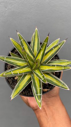 Agave Victoriae-reginae Variegated, real gallery image #4 plants. Picture taken directly from kaktus.id community Agave farmer green houses.