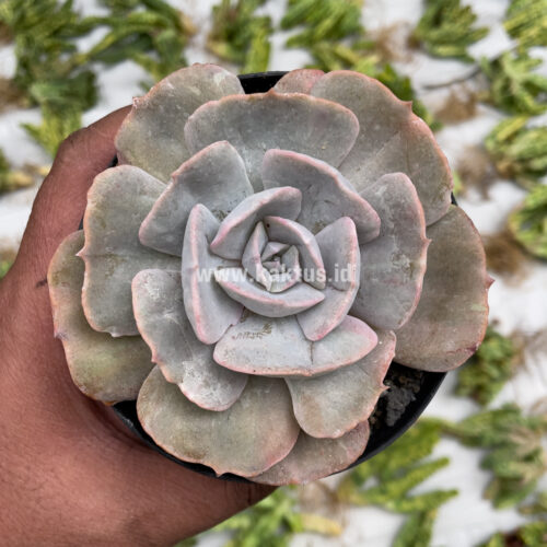 Echeveria Lilacina Giant Hybrid, real gallery image #4 plants. Picture taken directly from kaktus.id community Echeveria farmer green houses.