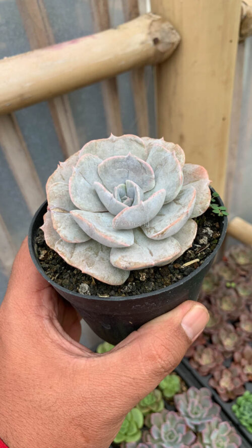 Echeveria Lilacina Giant Hybrid, real gallery image #17 plants. Picture taken directly from kaktus.id community Echeveria farmer green houses.