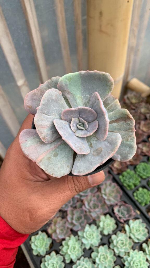 kaktus.id