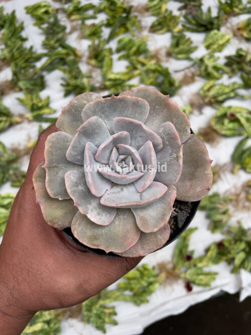 Echeveria Lilacina Giant Hybrid, real gallery image #8 plants. Picture taken directly from kaktus.id community Echeveria farmer green houses.