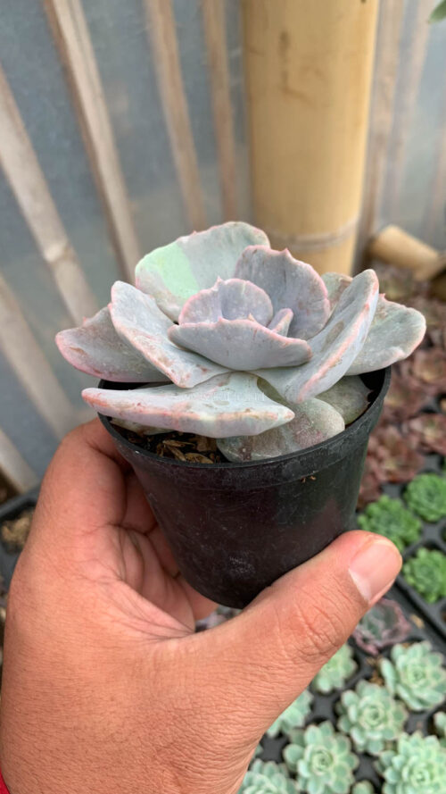 Echeveria Lilacina Giant Hybrid, real gallery image #12 plants. Picture taken directly from kaktus.id community Echeveria farmer green houses.