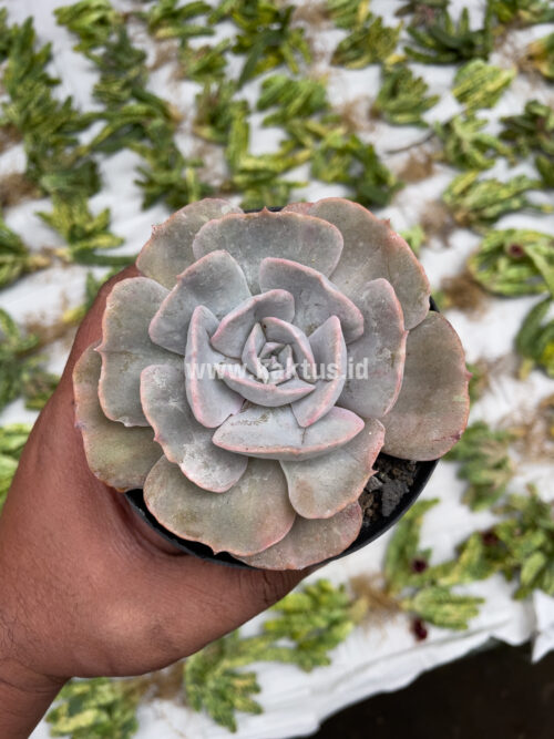 Echeveria Lilacina Giant Hybrid, real gallery image #11 plants. Picture taken directly from kaktus.id community Echeveria farmer green houses.