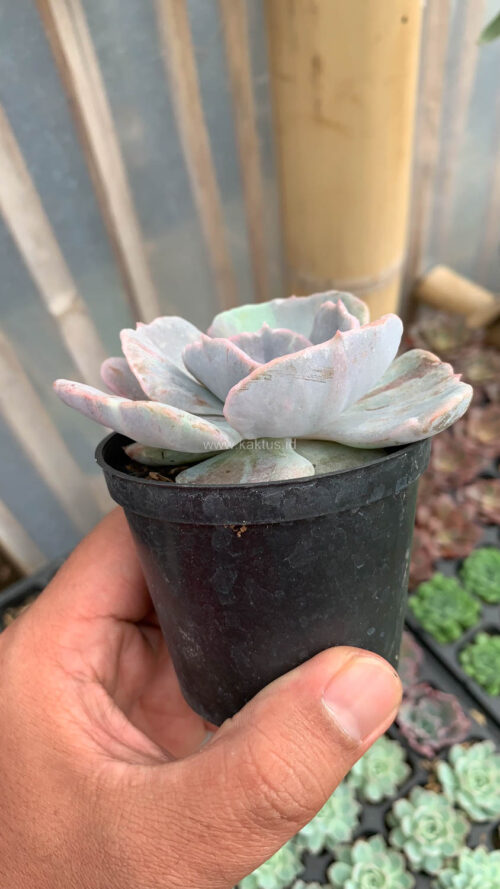 Echeveria Lilacina Giant Hybrid, real gallery image #14 plants. Picture taken directly from kaktus.id community Echeveria farmer green houses.