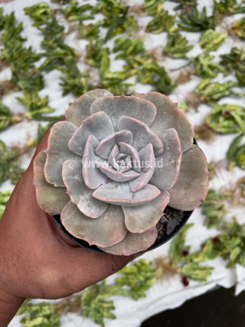 Echeveria Lilacina Giant Hybrid, real gallery image #13 plants. Picture taken directly from kaktus.id community Echeveria farmer green houses.
