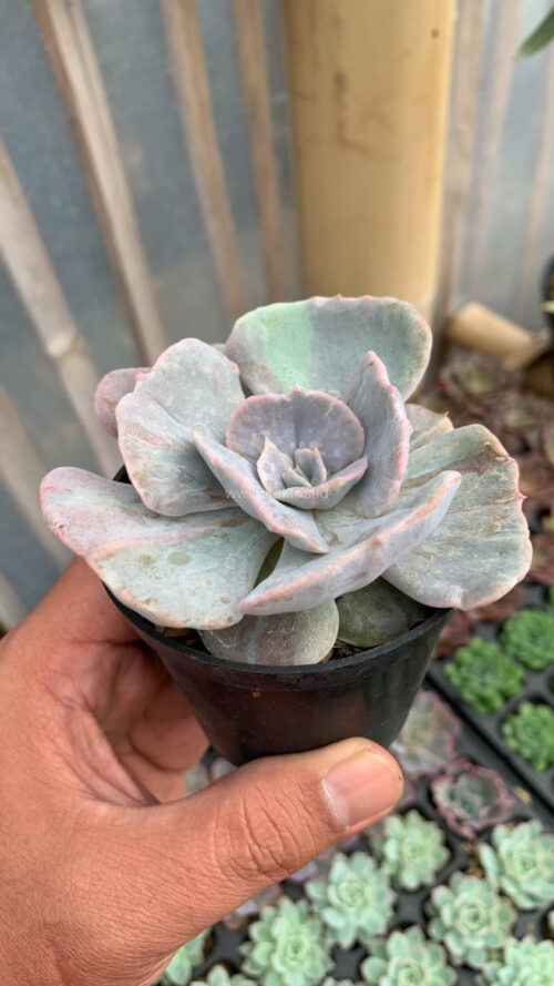 Echeveria Lilacina Giant Hybrid, real gallery image #16 plants. Picture taken directly from kaktus.id community Echeveria farmer green houses.