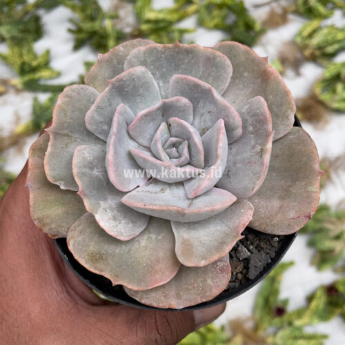 Echeveria Lilacina Giant Hybrid, real gallery image #15 plants. Picture taken directly from kaktus.id community Echeveria farmer green houses.