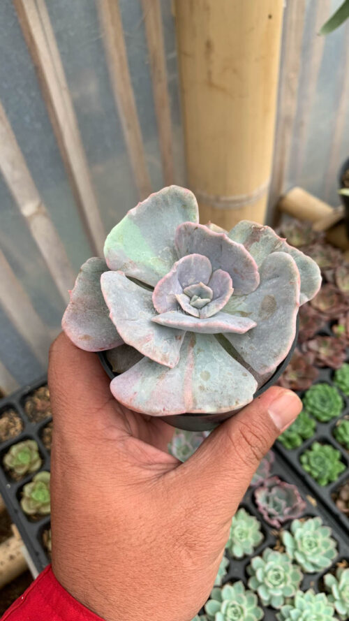 Echeveria Lilacina Giant Hybrid, real gallery image #9 plants. Picture taken directly from kaktus.id community Echeveria farmer green houses.
