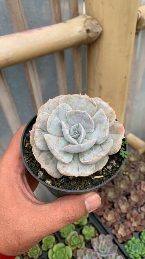 Echeveria Lilacina Giant Hybrid, real gallery image #6 plants. Picture taken directly from kaktus.id community Echeveria farmer green houses.