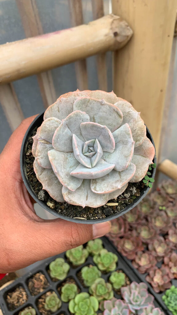 kaktus.id