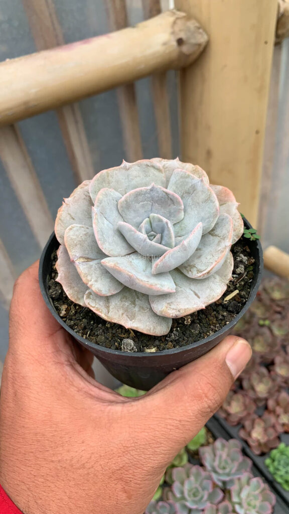 kaktus.id