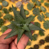 Haworthia Tesselata, real feature image plant. Picture taken directly from kaktus.id community Haworthia farmer green houses.