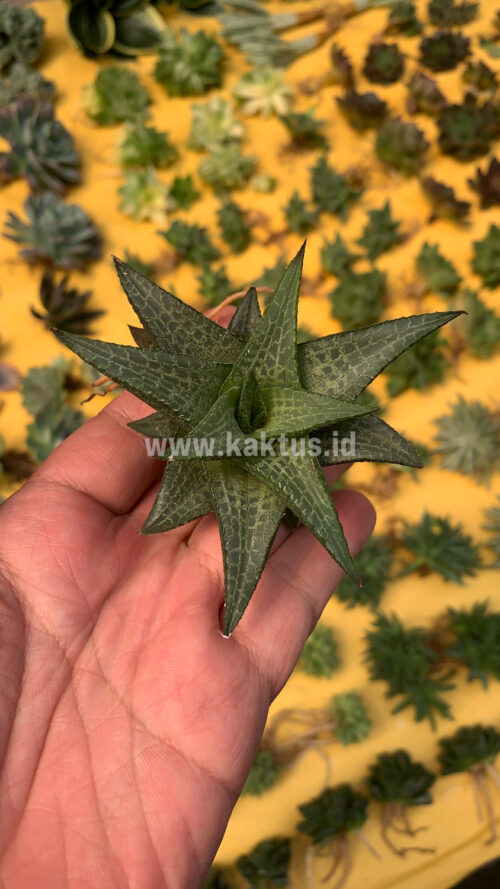 Haworthia Tesselata, real gallery image #16 plants. Picture taken directly from kaktus.id community Haworthia farmer green houses.