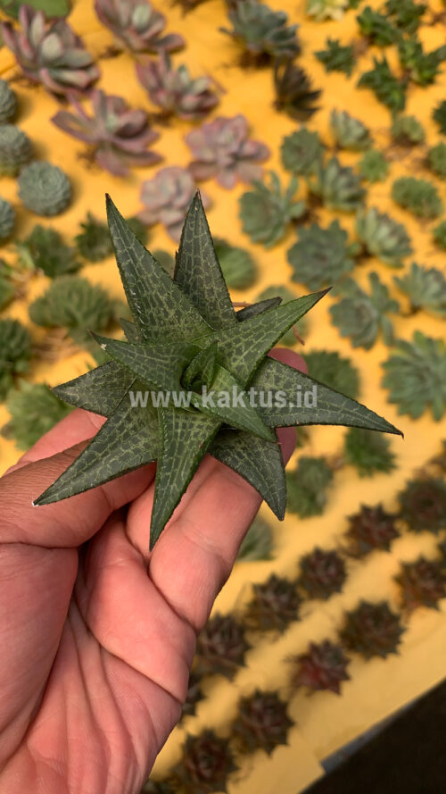 Haworthia Tesselata, real gallery image #14 plants. Picture taken directly from kaktus.id community Haworthia farmer green houses.