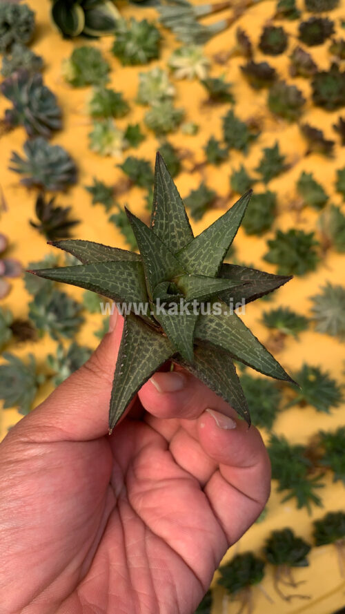 Haworthia Tesselata, real gallery image #12 plants. Picture taken directly from kaktus.id community Haworthia farmer green houses.