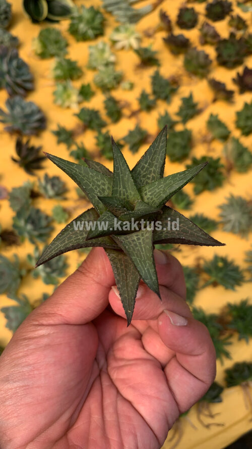Haworthia Tesselata, real gallery image #15 plants. Picture taken directly from kaktus.id community Haworthia farmer green houses.