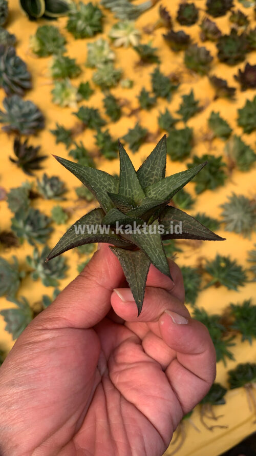 Haworthia Tesselata, real gallery image #13 plants. Picture taken directly from kaktus.id community Haworthia farmer green houses.
