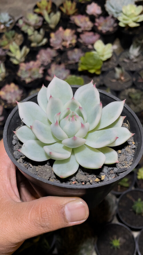 Echeveria Shimoyama Colorata Aurea Variegated / Echeveria Chihuahua Aurea Variegated, real gallery image #7 plants. Picture taken directly from kaktus.id community Echeveria farmer green houses.