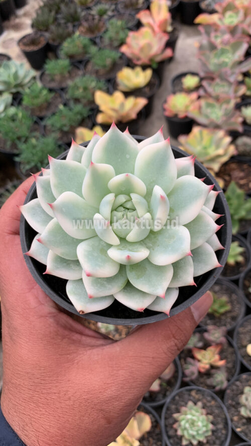 Echeveria Shimoyama Colorata Aurea Variegated / Echeveria Chihuahua Aurea Variegated, real gallery image #17 plants. Picture taken directly from kaktus.id community Echeveria farmer green houses.