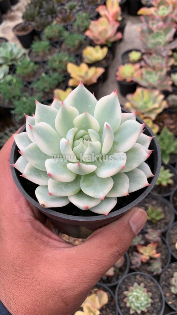 kaktus.id