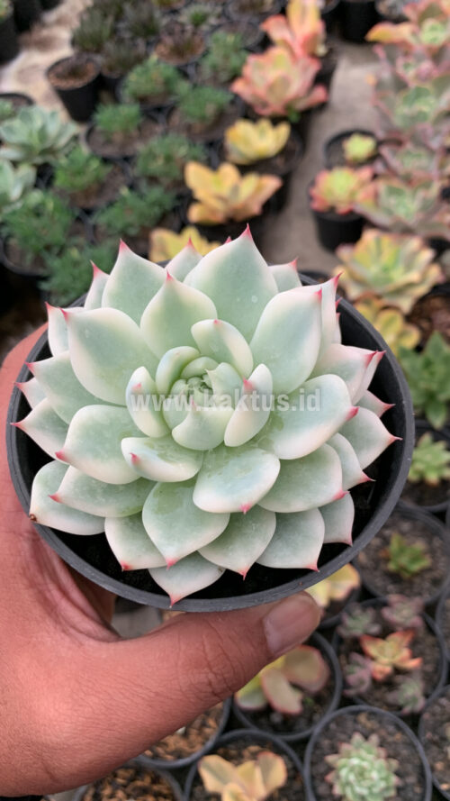 Echeveria Shimoyama Colorata Aurea Variegated / Echeveria Chihuahua Aurea Variegated, real gallery image #8 plants. Picture taken directly from kaktus.id community Echeveria farmer green houses.