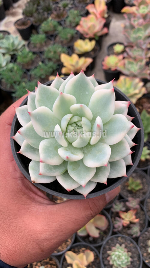 Echeveria Shimoyama Colorata Aurea Variegated / Echeveria Chihuahua Aurea Variegated, real gallery image #12 plants. Picture taken directly from kaktus.id community Echeveria farmer green houses.