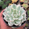 Echeveria Shimoyama Colorata Aurea Variegated / Echeveria Chihuahua Aurea Variegated, real gallery image #5 plants. Picture taken directly from kaktus.id community Echeveria farmer green houses.