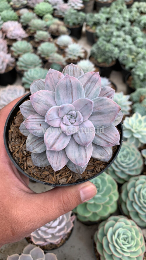 Graptopetalum Silverbum, real gallery image #16 plants. Picture taken directly from kaktus.id community Graptopetalum farmer green houses.