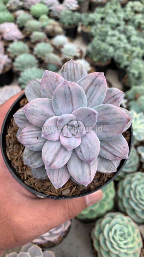 Graptopetalum Silverbum, real gallery image #9 plants. Picture taken directly from kaktus.id community Graptopetalum farmer green houses.