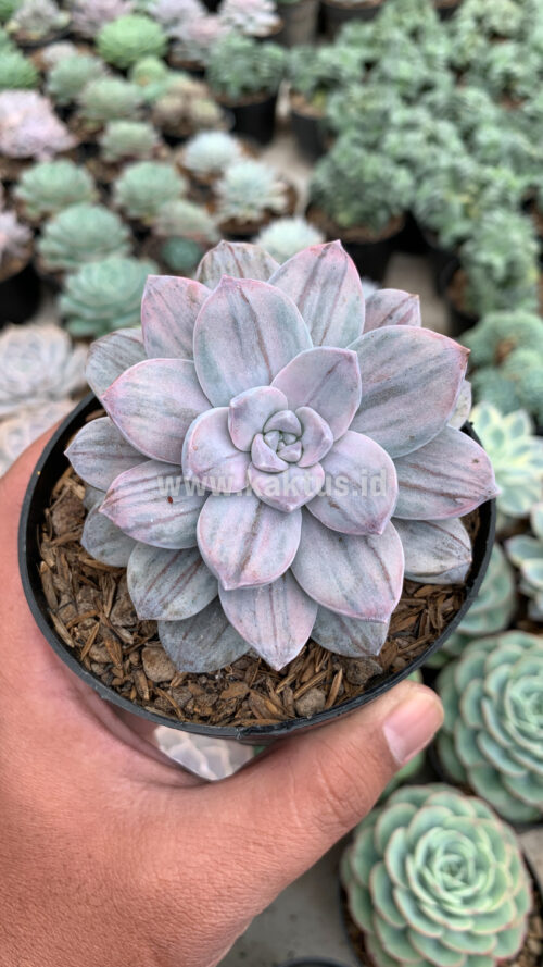 Graptopetalum Silverbum, real gallery image #8 plants. Picture taken directly from kaktus.id community Graptopetalum farmer green houses.