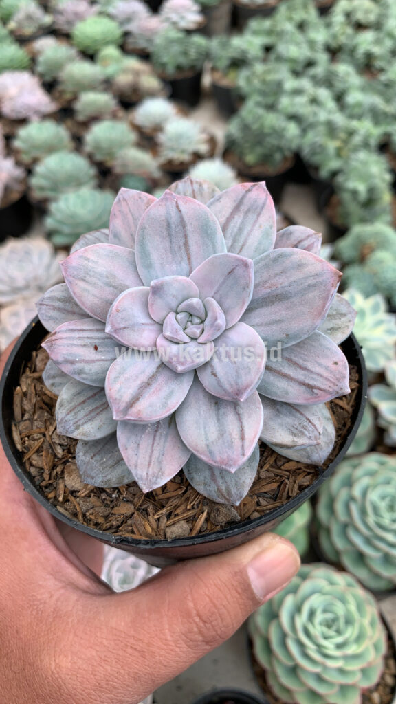 kaktus.id