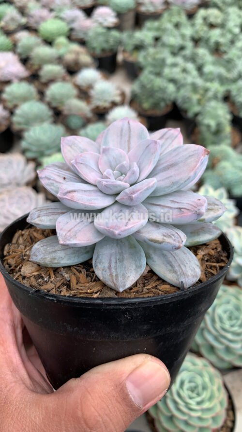 Graptopetalum Silverbum, real gallery image #4 plants. Picture taken directly from kaktus.id community Graptopetalum farmer green houses.