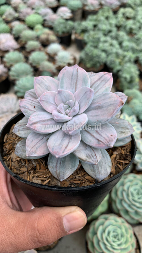 Graptopetalum Silverbum, real gallery image #6 plants. Picture taken directly from kaktus.id community Graptopetalum farmer green houses.