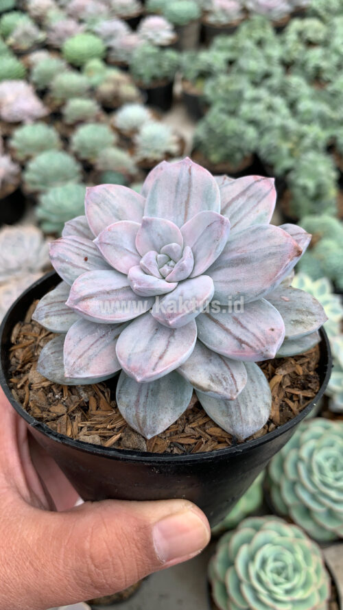 Graptopetalum Silverbum, real gallery image #1 plants. Picture taken directly from kaktus.id community Graptopetalum farmer green houses.