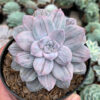 Graptopetalum Silverbum, real feature image plant. Picture taken directly from kaktus.id community Graptopetalum farmer green houses.