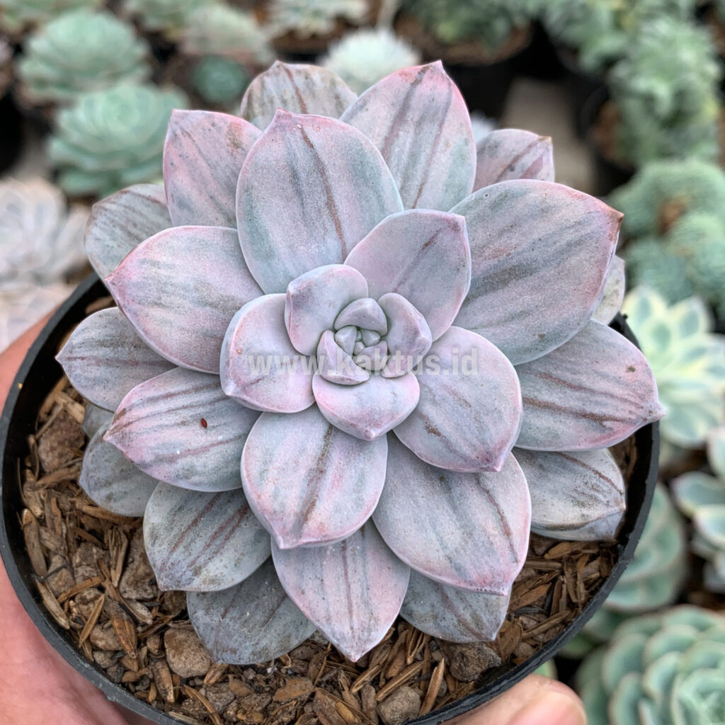 kaktus.id