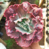 Echeveria Mauna Loa Size 15 Cm, real feature image plant. Picture taken directly from kaktus.id community Echeveria farmer green houses.