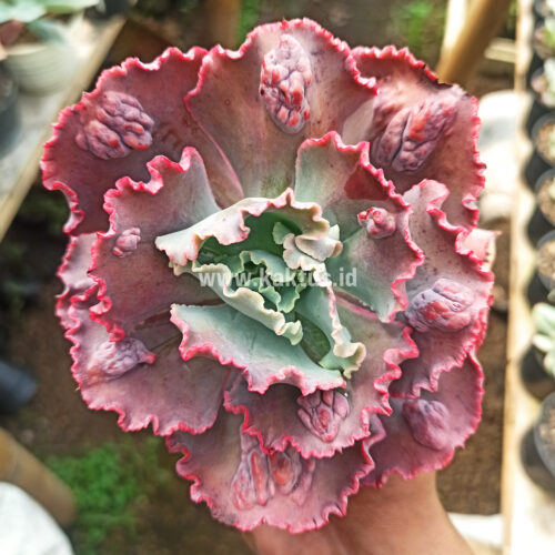 Echeveria Mauna Loa Size 15 Cm, real feature image plant. Picture taken directly from kaktus.id community Echeveria farmer green houses.