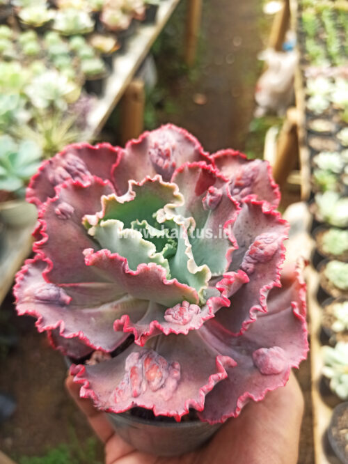 Echeveria Mauna Loa Size 15 Cm, real gallery image #1 plants. Picture taken directly from kaktus.id community Echeveria farmer green houses.