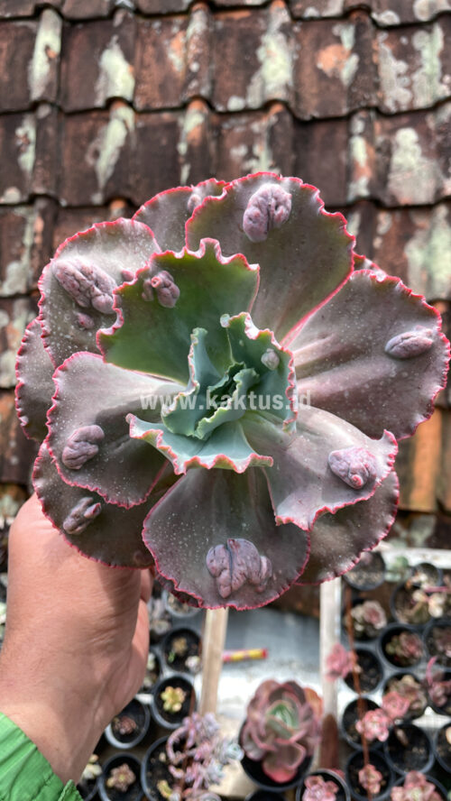 Echeveria Mauna Loa Size 15 Cm, real gallery image #28 plants. Picture taken directly from kaktus.id community Echeveria farmer green houses.