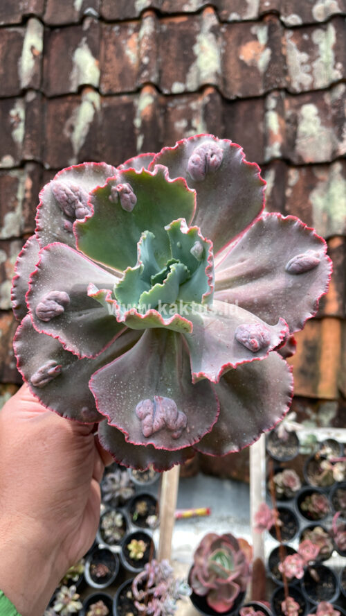 Echeveria Mauna Loa Size 15 Cm, real gallery image #21 plants. Picture taken directly from kaktus.id community Echeveria farmer green houses.
